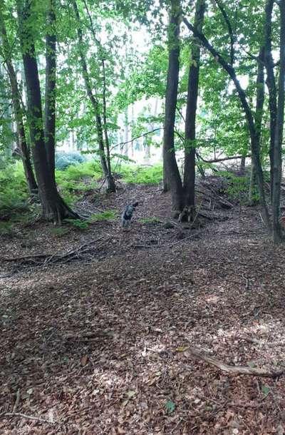 Dogorama Photo Challenge - Märchenwald-Beitrag-Bild