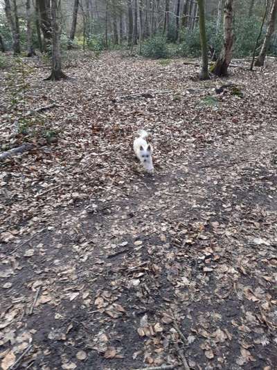 Dogorama Photo Challenge - Märchenwald-Beitrag-Bild