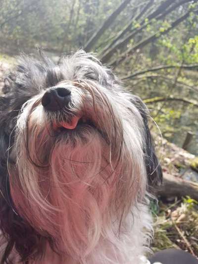 Dogorama Photo Challenge - Märchenwald-Beitrag-Bild