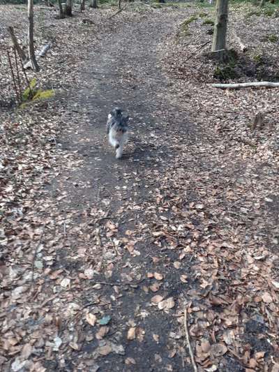 Dogorama Photo Challenge - Märchenwald-Beitrag-Bild