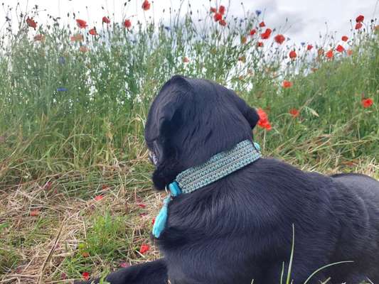 Hundetreffen-Labrador Junghunde Treffen-Bild