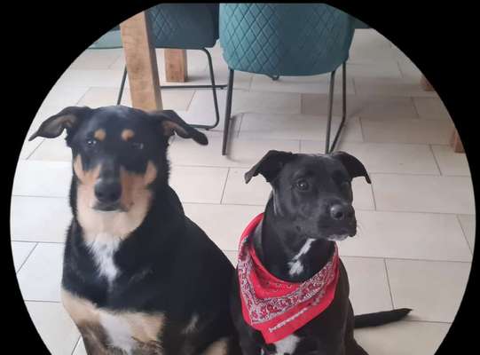 Mischlingshunde Foto Aufruf-Beitrag-Bild