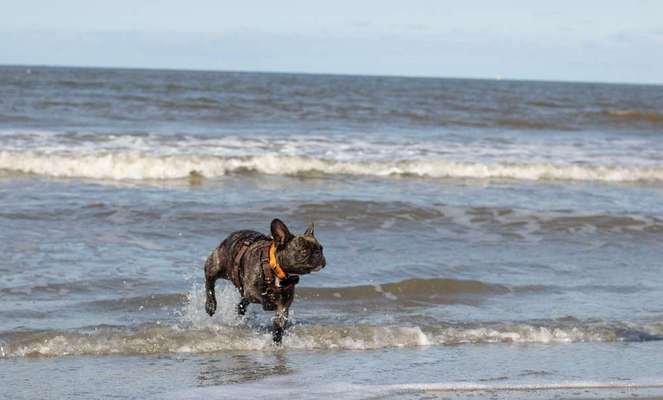 Französische Bulldoggen-Beitrag-Bild