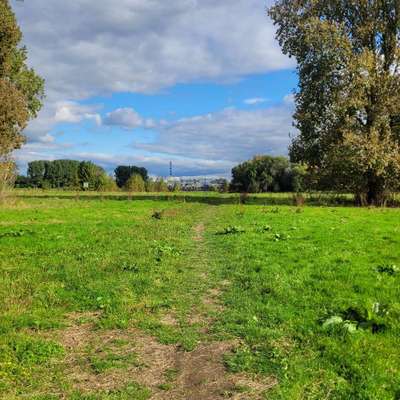 Hundetreffen-Sozialwalks am Wochenende in Moers, Duisburg-Bild