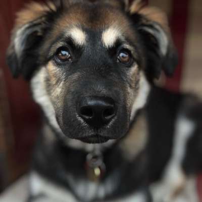 Hundetreffen-Welpen/Junghund treffen-Bild