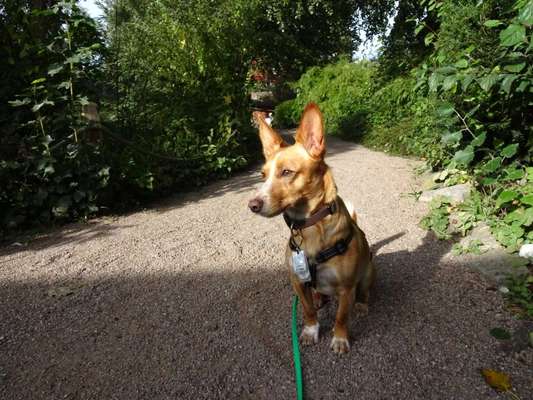 Podenco/Mischlinge hier? :-)-Beitrag-Bild