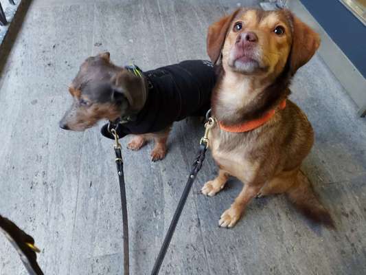 Challenge 23 : "  Euer Hund beim Frühlingserwachen "-Beitrag-Bild