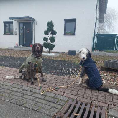 Hundetreffen-Junghundetreffen-Bild