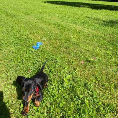 Hundetreffen-Welpentreff Bogenhausen Parkstadt-Bild