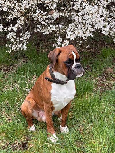 Boxer ???-Beitrag-Bild