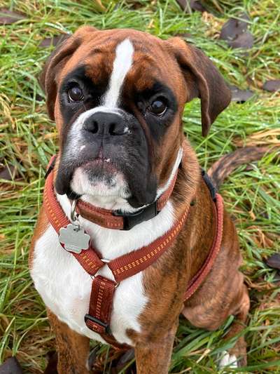 Würdet ihr euch die gleiche Rasse wiederkaufen?-Beitrag-Bild