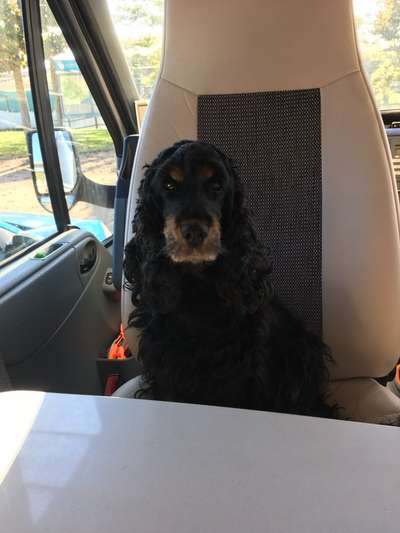 Unsere Fellnasen im Regenbogenland-Beitrag-Bild