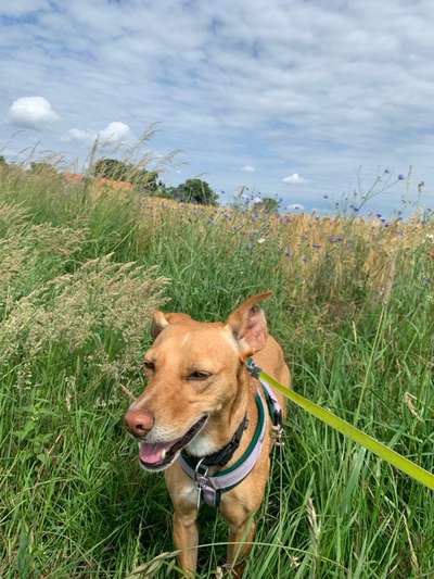 Hundetreffen-walkies & friends-Bild