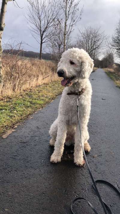 Hundetreffen-Begegnungstraining-Bild