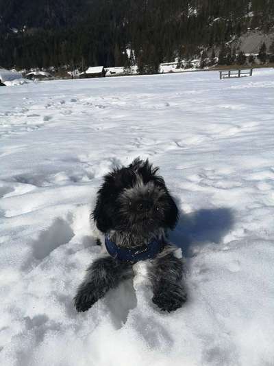 Die Dogorama Kalender Challenge Teil 2/4-Beitrag-Bild