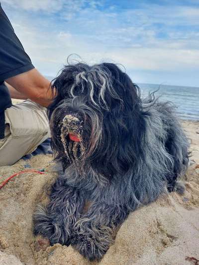 Die Dogorama Kalender Challenge 4/4-Beitrag-Bild