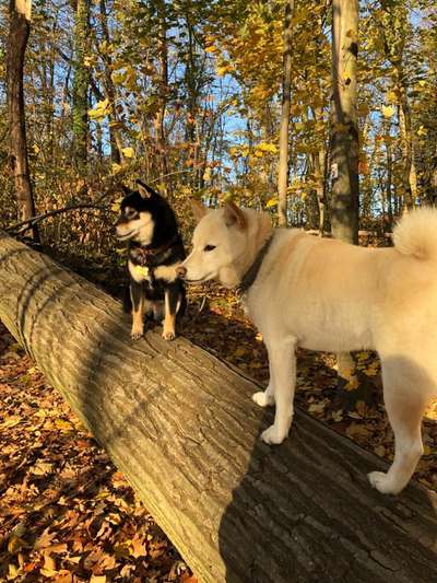 Shiba Inu und andere japanische Rassen!-Beitrag-Bild