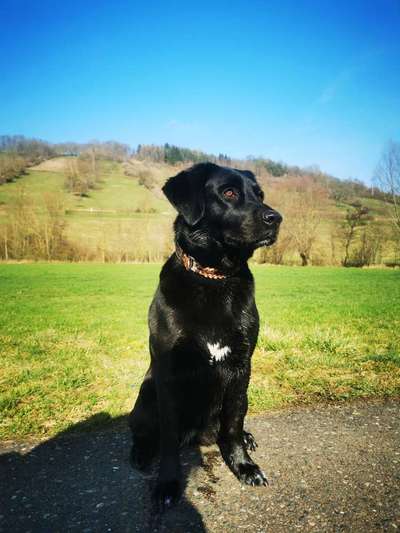 Hundetreffen-Gemeinsame Spaziergänge in und um Niederstetten.-Bild