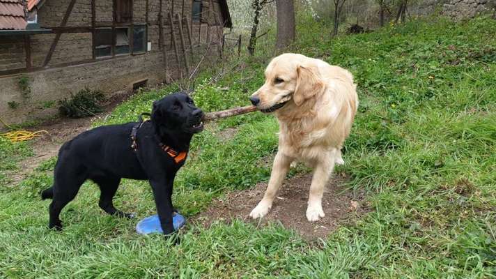 Dogorama Photo Challenge - Die besten Hundebuddys-Beitrag-Bild