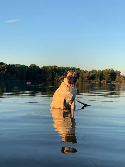 Dogorama-Monats-Challenge-Mai "Wasser"-Beitrag-Bild