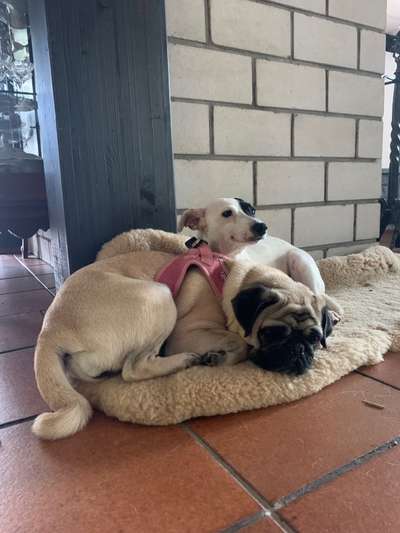 Die Dogorama Wochen Challenge "Friends will be Friends"-Beitrag-Bild