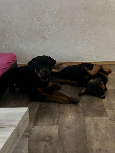 Hundetreffen-Große Hunde Treff-Bild