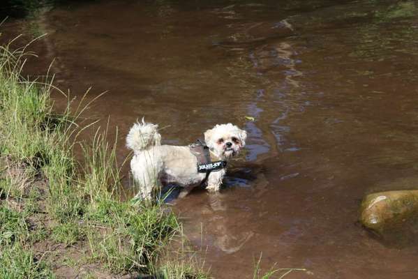 Dogorama-Monats-Challenge-Mai "Wasser"-Beitrag-Bild