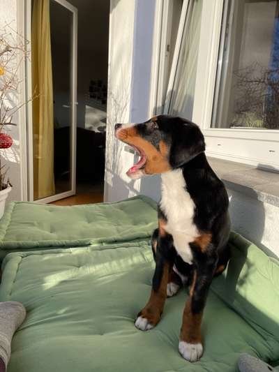 Dogorama Photo Challenge - Hundeblick zum hinschmelzen-Beitrag-Bild