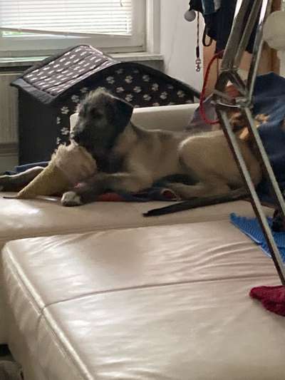 Welpen Bilder !-Beitrag-Bild