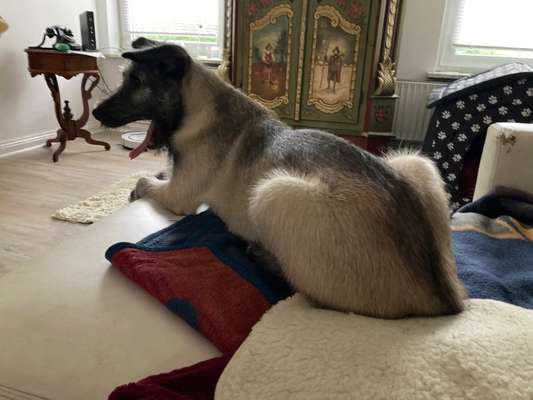 Welpen Bilder !-Beitrag-Bild