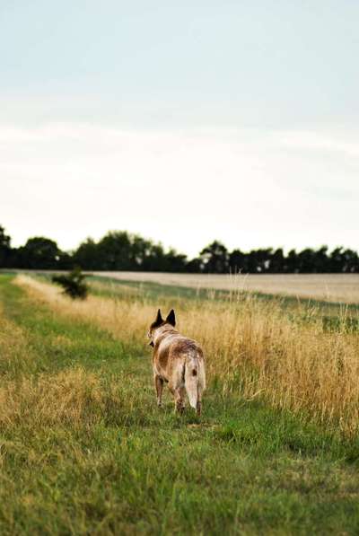 Hundetreffen-Spazieren, Üben , Wanderungen-Bild