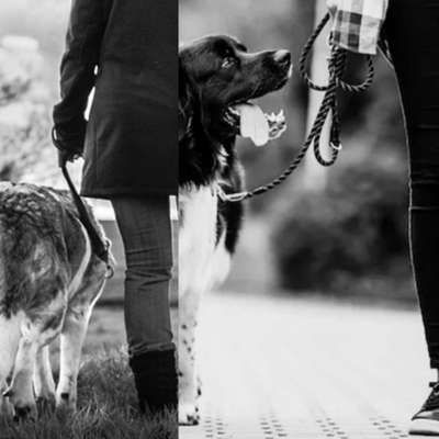 Leinenführigkeit - Hund ist es egal-Beitrag-Bild