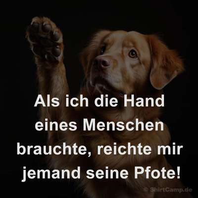 Berührende Hunde Bilder/Videos-Beitrag-Bild