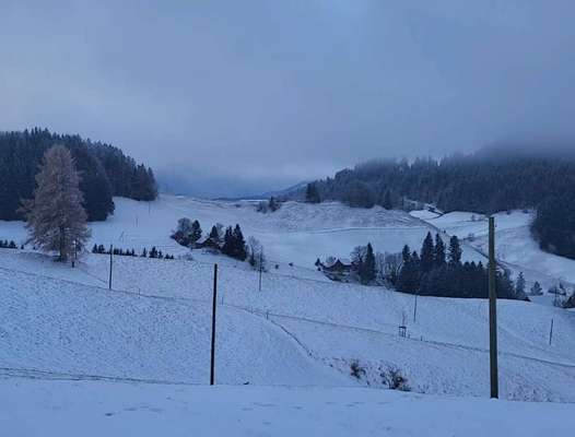 Wild & Hund- Was sollte ich beachten?-Beitrag-Bild