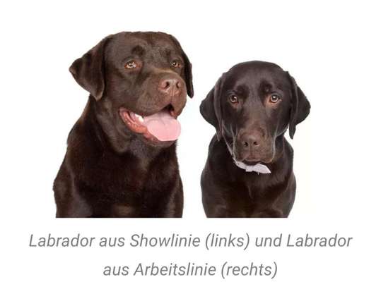 Brachycephale Hunderassen-Beitrag-Bild