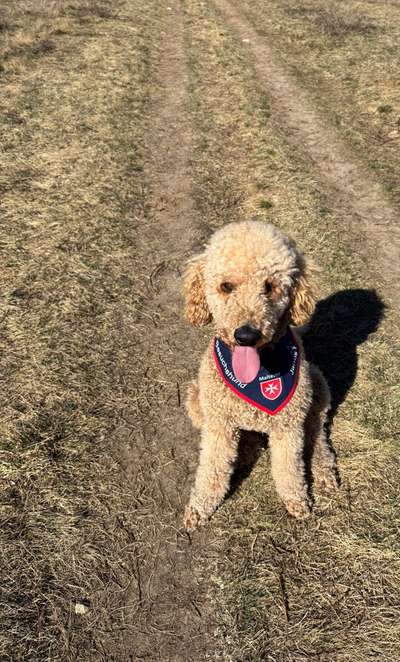Hundetreffen-Gassi-Runde-Bild
