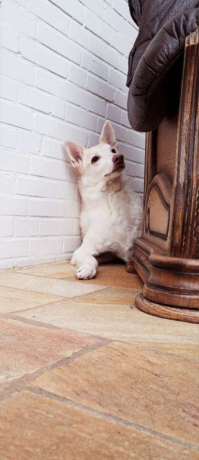 Auslandstierschutz-Beitrag-Bild