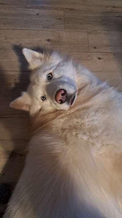 Auslandstierschutz-Beitrag-Bild