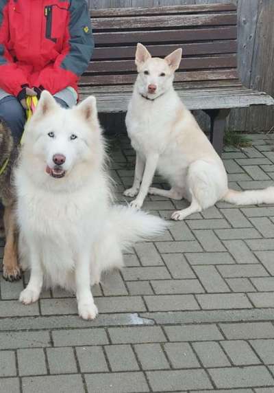 Zeigt mir eure Schäferhund Mischlinge :-)-Beitrag-Bild