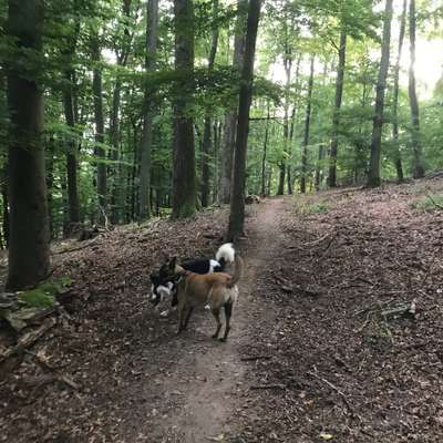 Hundetreffen-Border Collie/Aussi Treffen