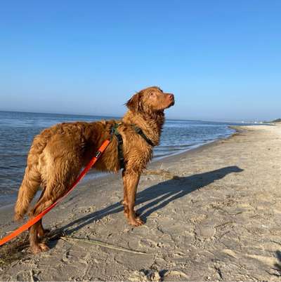 Hundetreffen-Wer will mit Koda spielen-Bild