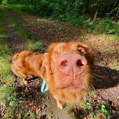 Hundetreffen-Liebes Mensch-Hund Team für gemeinsame Spaziergänge gesucht-Bild