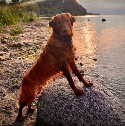 Hundetreffen-Standfeste Hundekumpels gesucht❤️-Bild