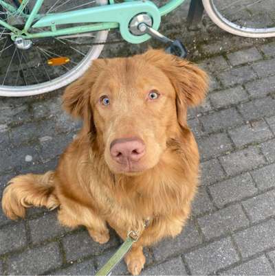 Hundetreffen-Regelmäßige Spieldates gesucht-Bild