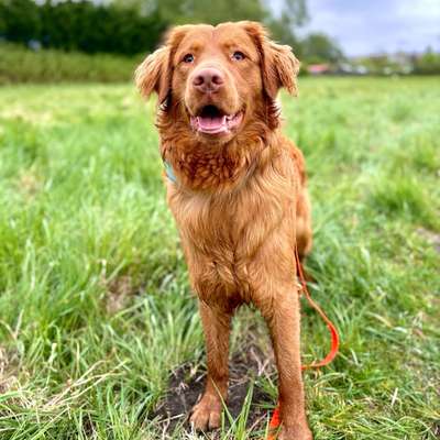Hundetreffen-Gassi Partner gesucht in Greifswald-Bild