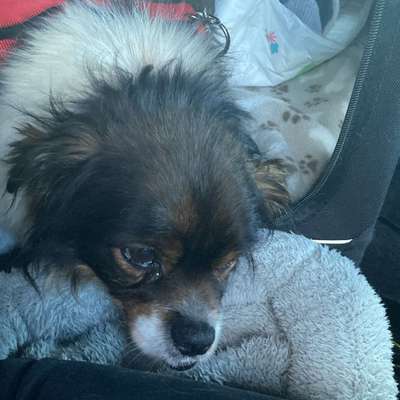 TierschutzhundeStammtisch🐕-Beitrag-Bild