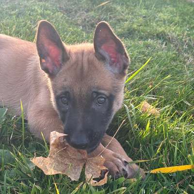 Hundetreffen-Welpenspiel und gassirunde-Bild