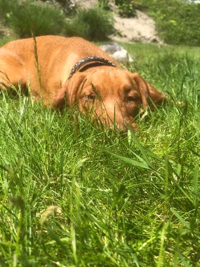 Die Dogorama Monats Challenge "Es grünt und blüht"-Beitrag-Bild