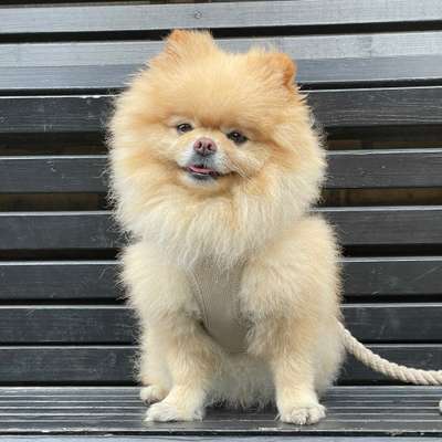 Hundetreffen-Marley sucht eine Pomeranian Gruppe zum spielen☺️-Bild