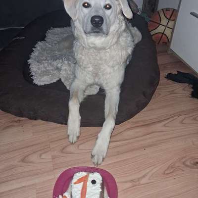 Hundetreffen-Spiel und Gassi zusammen genießen am OLG Hamm und Umgebung-Bild